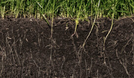 Sezione del suolo con radici visibili e prato verde in superficie, esempio di terreno fertile e ricco di microbioma.