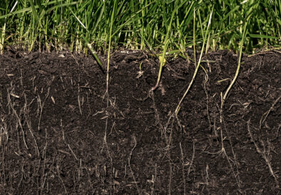 Sezione del suolo con radici visibili e prato verde in superficie, esempio di terreno fertile e ricco di microbioma.