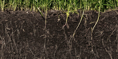 Sezione del suolo con radici visibili e prato verde in superficie, esempio di terreno fertile e ricco di microbioma.