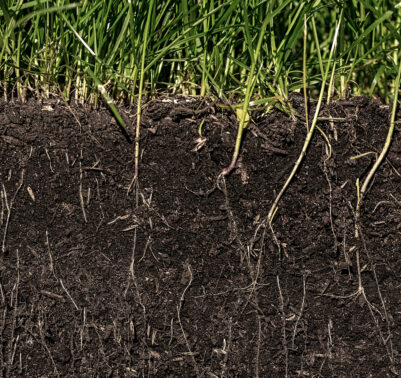 Sezione del suolo con radici visibili e prato verde in superficie, esempio di terreno fertile e ricco di microbioma.