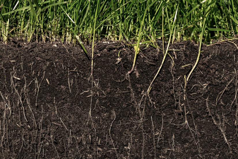 Sezione del suolo con radici visibili e prato verde in superficie, esempio di terreno fertile e ricco di microbioma.