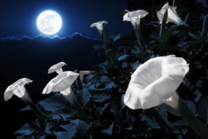 Fiori bianchi di datura in piena fioritura sotto la luce della luna piena, in un giardino notturno suggestivo.