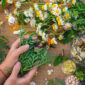 Mani che tengono erbe officinali fresche su un tavolo con fiori, capsule, oli e rimedi naturali.