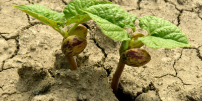 Germoglio di fagiolo che emerge da un terreno arido e spaccato, simbolo di resistenza alla siccità.