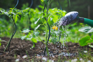 Innaffiatura di una pianta di pomodoro in orto con annaffiatoio verde, suolo umido e gocce d'acqua in evidenza.