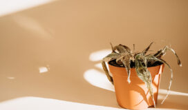 Aloe secca per colpo di calore piante - Come proteggerle