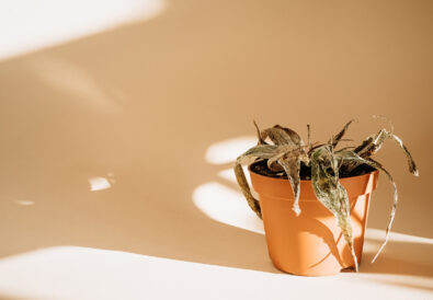Aloe secca per colpo di calore piante - Come proteggerle