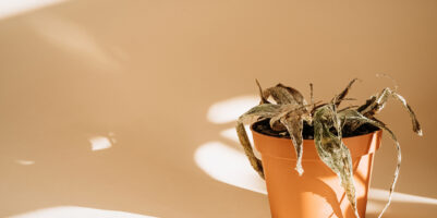 Aloe secca per colpo di calore piante - Come proteggerle