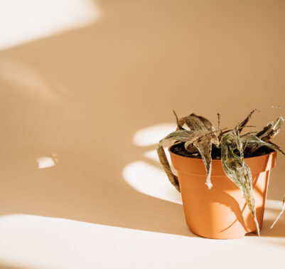 Aloe secca per colpo di calore piante - Come proteggerle