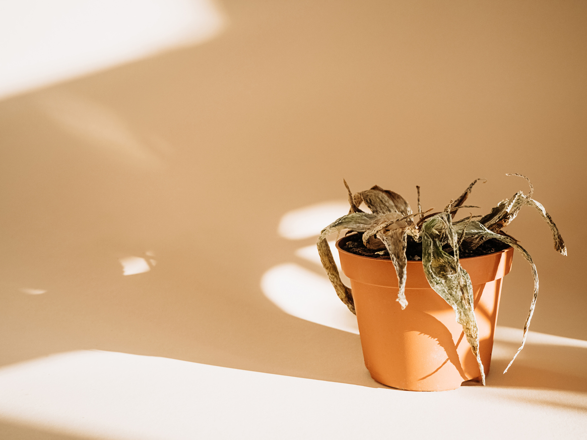 Aloe secca per colpo di calore piante - Come proteggerle