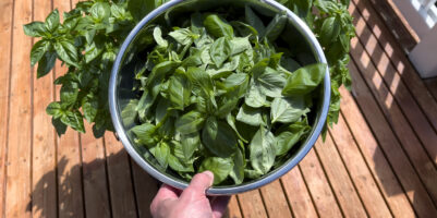 Basilico in estate: come proteggerlo da caldo e marciumi