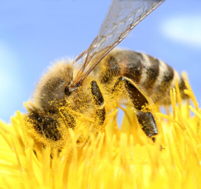 fioriture estive insetti utili - api ricoperte di polline