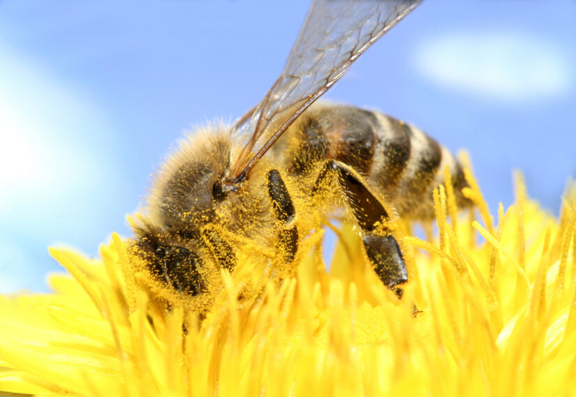 fioriture estive insetti utili - api ricoperte di polline