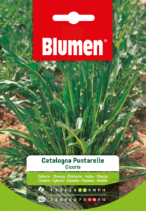 cicorai catalogna semi blumen