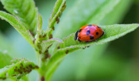 Coccinella rossa che si nutre di afidi su una foglia verde, insetto predatore utile per l’orto e il giardino.