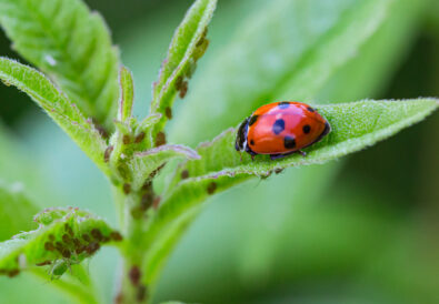Coccinella rossa che si nutre di afidi su una foglia verde, insetto predatore utile per l’orto e il giardino.
