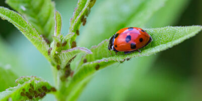 Coccinella rossa che si nutre di afidi su una foglia verde, insetto predatore utile per l’orto e il giardino.