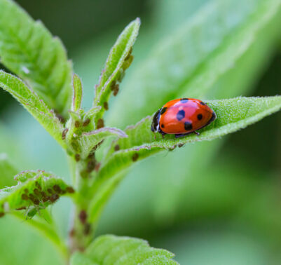 Coccinella rossa che si nutre di afidi su una foglia verde, insetto predatore utile per l’orto e il giardino.