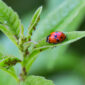 Coccinella rossa che si nutre di afidi su una foglia verde, insetto predatore utile per l’orto e il giardino.