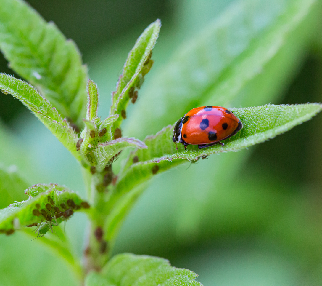 Coccinella rossa che si nutre di afidi su una foglia verde, insetto predatore utile per l’orto e il giardino.