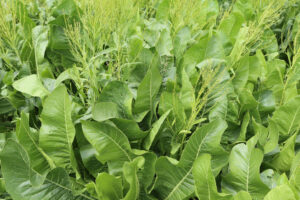 Cespo di pastinaca con grandi foglie verdi in crescita su terreno soffice e soleggiato.