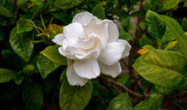 Primo piano di una gardenia con fiori bianchi profumati in giardino estivo.