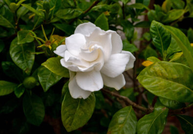 Primo piano di una gardenia con fiori bianchi profumati in giardino estivo.