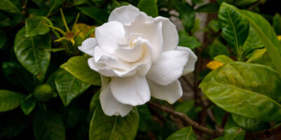 Primo piano di una gardenia con fiori bianchi profumati in giardino estivo.