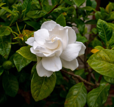 Primo piano di una gardenia con fiori bianchi profumati in giardino estivo.