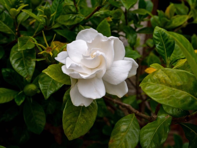 Primo piano di una gardenia con fiori bianchi profumati in giardino estivo.