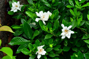 Gardenia fiorita con petali bianchi e foglie verdi lucide in vaso da terrazzo.