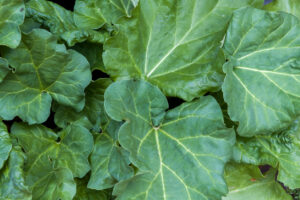 Cespo di rabarbaro maturo con foglie verdi e piccioli rossi, ortaggio perenne facile da coltivare.