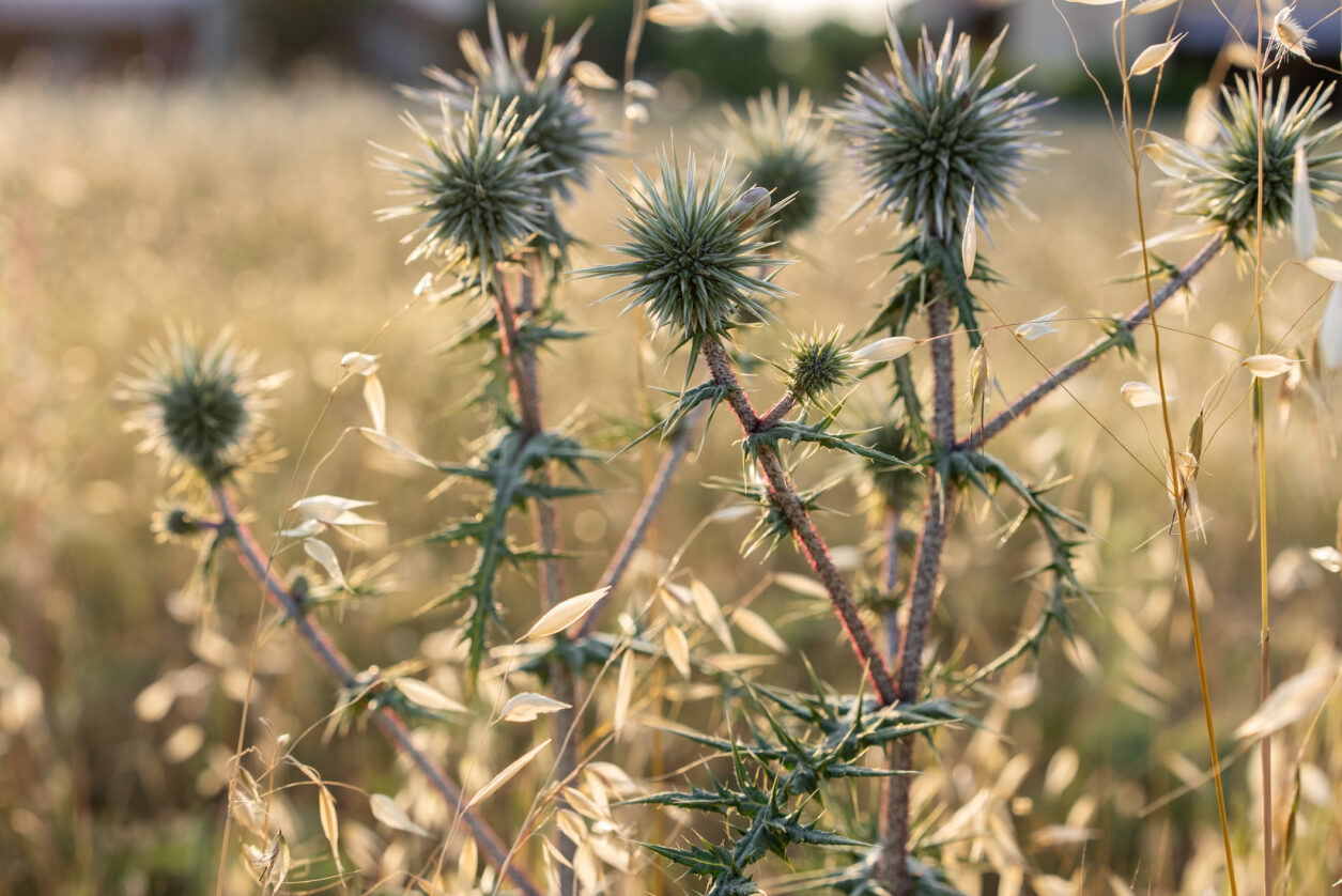 Orto con coltivazioni di ortaggi perenni come asparagi e carciofi, coltivati in aiuole soleggiate.