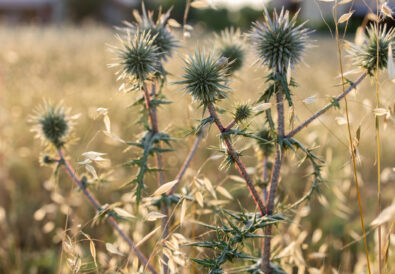 Orto con coltivazioni di ortaggi perenni come asparagi e carciofi, coltivati in aiuole soleggiate.