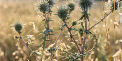 Orto con coltivazioni di ortaggi perenni come asparagi e carciofi, coltivati in aiuole soleggiate.