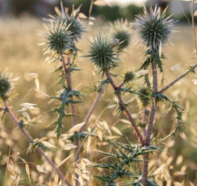 Orto con coltivazioni di ortaggi perenni come asparagi e carciofi, coltivati in aiuole soleggiate.