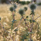 Orto con coltivazioni di ortaggi perenni come asparagi e carciofi, coltivati in aiuole soleggiate.