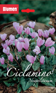 Busta di semi di ciclamino neapolitanum Blumen