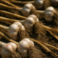 Bulbi d’aglio maturi lasciati ad asciugare all’ombra dopo la raccolta primaverile in un orto domestico.