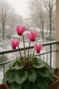 Ciclamino rosa in fiore su un balcone invernale, con foglie verdi a cuore e luce diffusa.