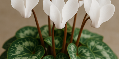 Primo piano di un ciclamino con fiori bianchi e foglie variegate, coltivato in vaso.