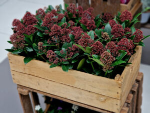Skimmia per decorare giardini e terrazzi