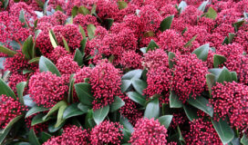 Skimmia: sempreverde, compatta e resistente