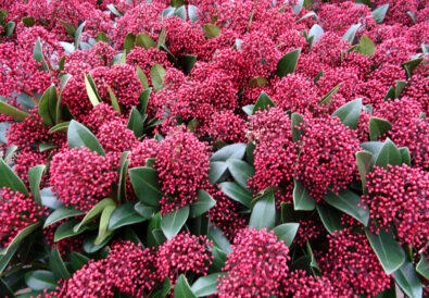 Skimmia: sempreverde, compatta e resistente