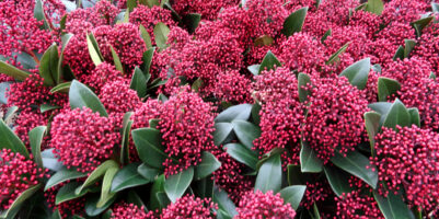 Skimmia: sempreverde, compatta e resistente