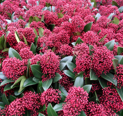 Skimmia: sempreverde, compatta e resistente