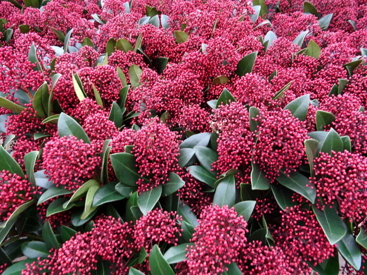 Skimmia: sempreverde, compatta e resistente