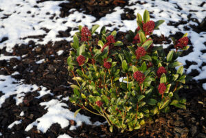 Skimmia in inverno