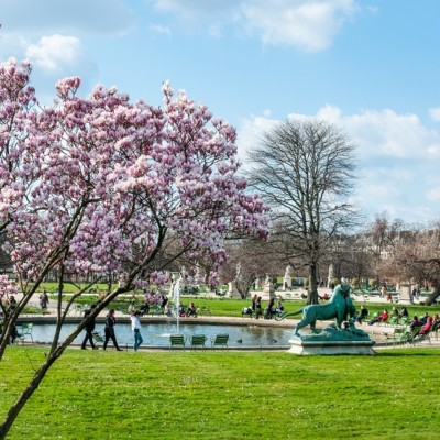 Paris : a blooming magnolia in Jardin des Tuileries in spring. France, March 19, 2021.